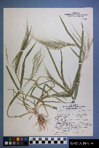 Bromus diandrus subsp. rigidus image